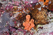 Stylissa carteri Eponge orange oreille elephant spon-Maldives Five rocks-7m-20240425-da-DSC_6840_tn